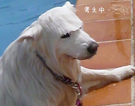 a0166954_21572343.jpg