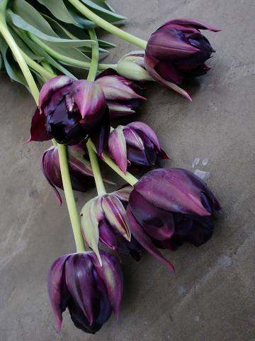 c0172261_1001543.jpg