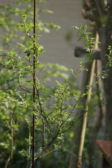 c0186463_17355758.jpg