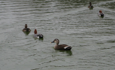 c0117570_12391539.jpg