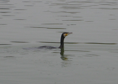 c0117570_12403866.jpg