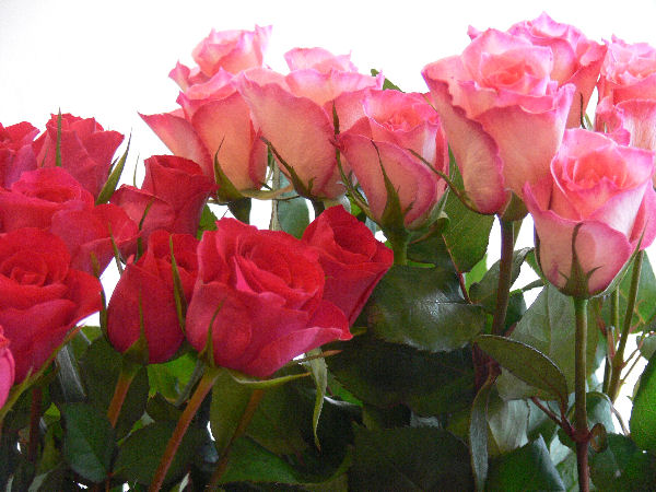 e0140986_14294437.jpg