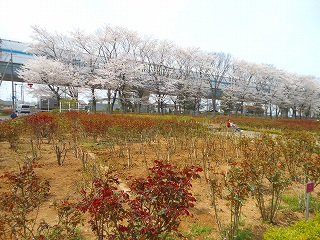 e0121589_17333491.jpg
