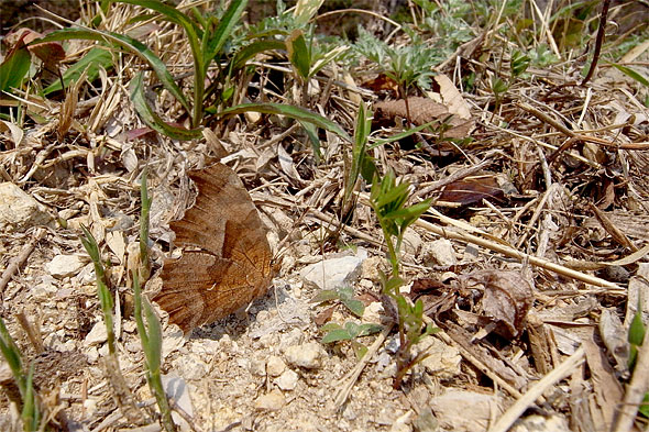 d0001300_21491062.jpg
