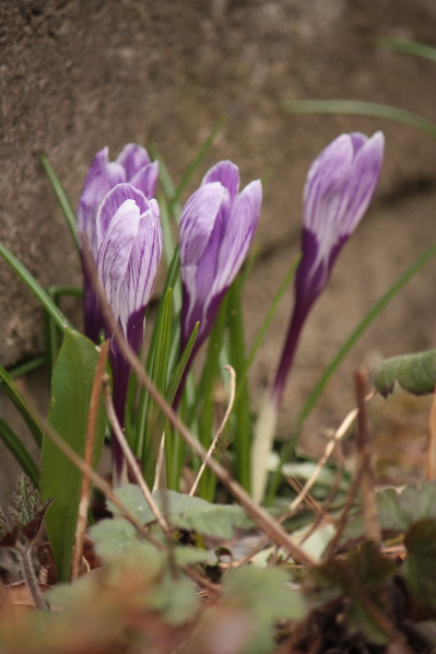 d0001008_153254.jpg
