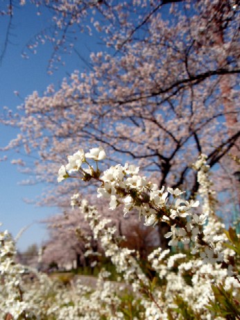 f0043911_1628852.jpg
