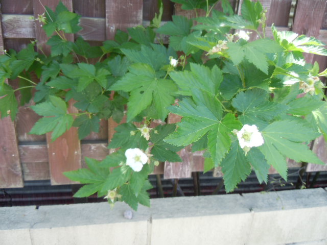 f0164515_0463949.jpg