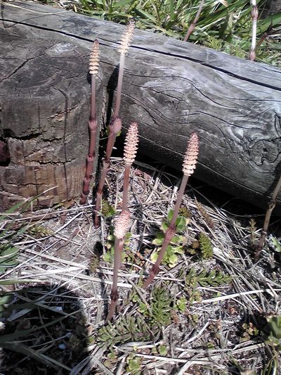 c0094218_20234545.jpg