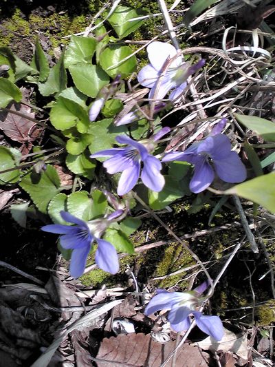c0094218_2083147.jpg