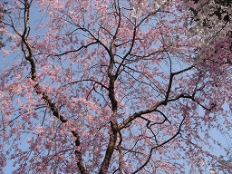 f0000521_318459.jpg