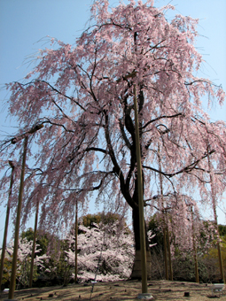 b0080027_9514297.jpg