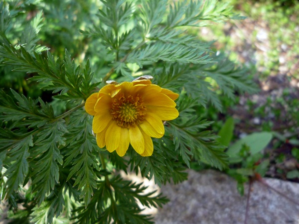 d0037233_14184098.jpg