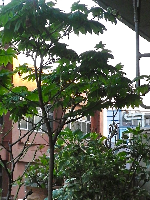 b0027736_18341589.jpg