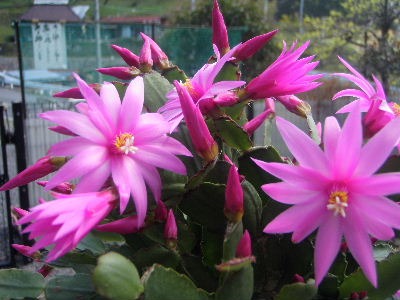 a0054240_212920.jpg