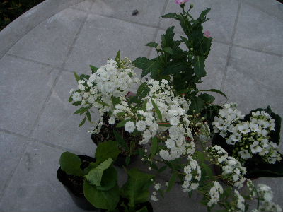 a0054240_2141938.jpg