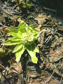 c0090564_15295693.jpg