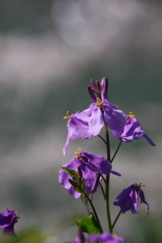 e0045768_22311952.jpg
