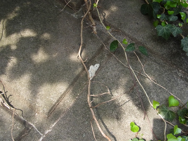 b0070071_9285314.jpg