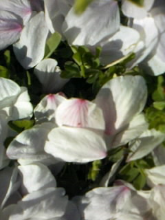 f0100480_1821887.jpg