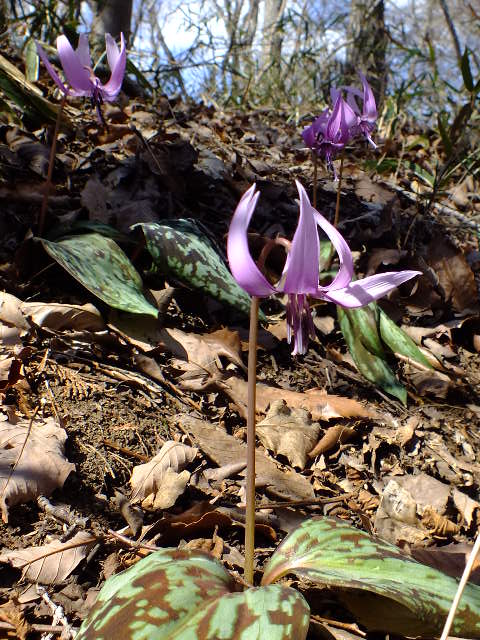 e0145782_17405346.jpg