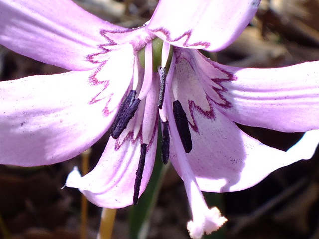 e0145782_1742490.jpg