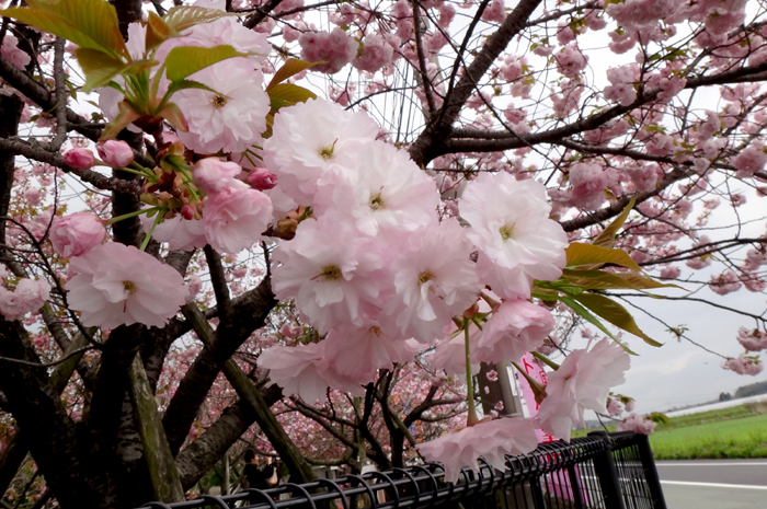 e0079696_20121091.jpg