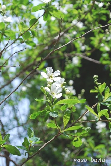 e0025300_1284254.jpg