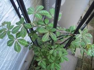e0271409_1454162.jpg