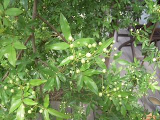 e0271409_15102742.jpg
