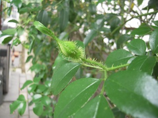 e0271409_1515040.jpg