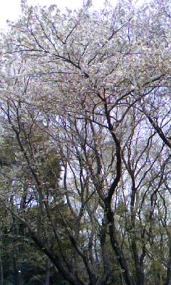 d0024220_19241235.jpg