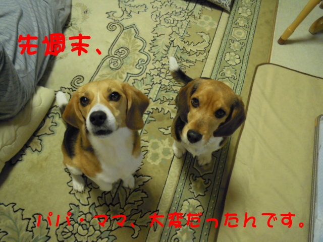 c0166622_20122679.jpg