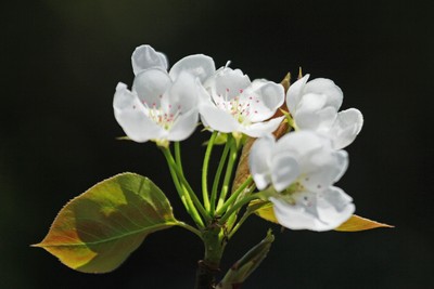 c0104227_14294532.jpg