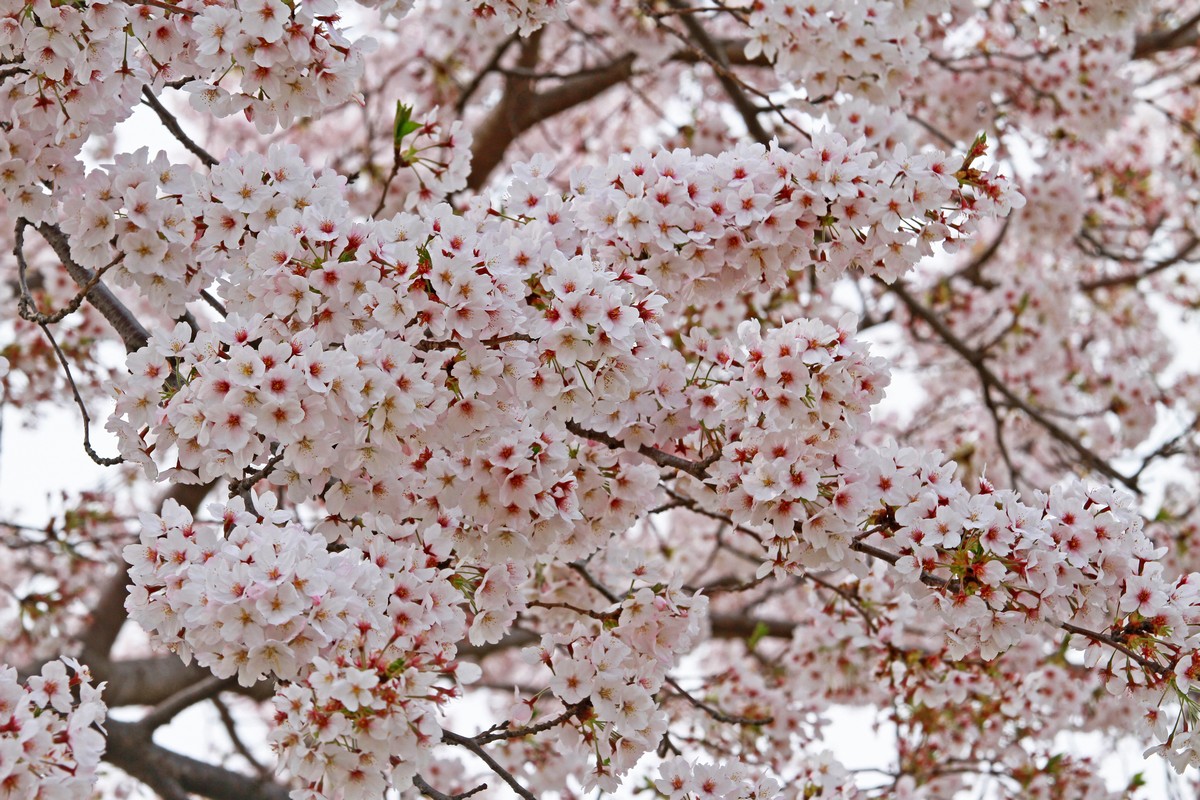 c0104227_14542237.jpg