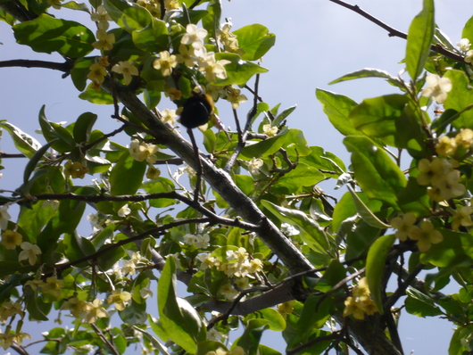 a0206332_551273.jpg
