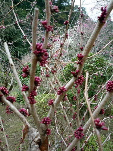 d0037233_15303610.jpg