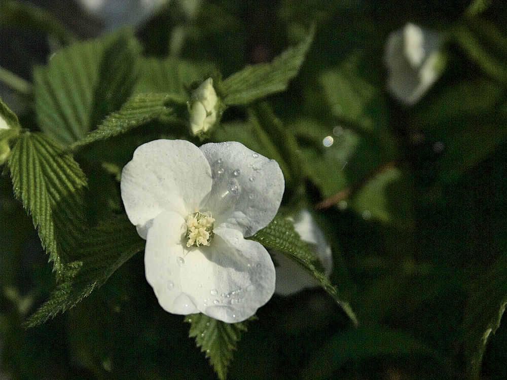 d0213034_8135431.jpg