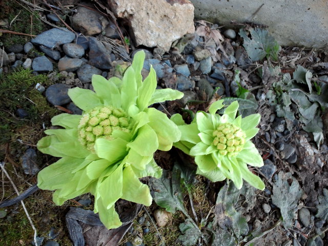 c0117239_81443.jpg