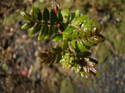 a0054240_2313749.jpg