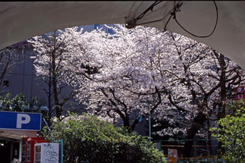 f0119440_1737256.jpg