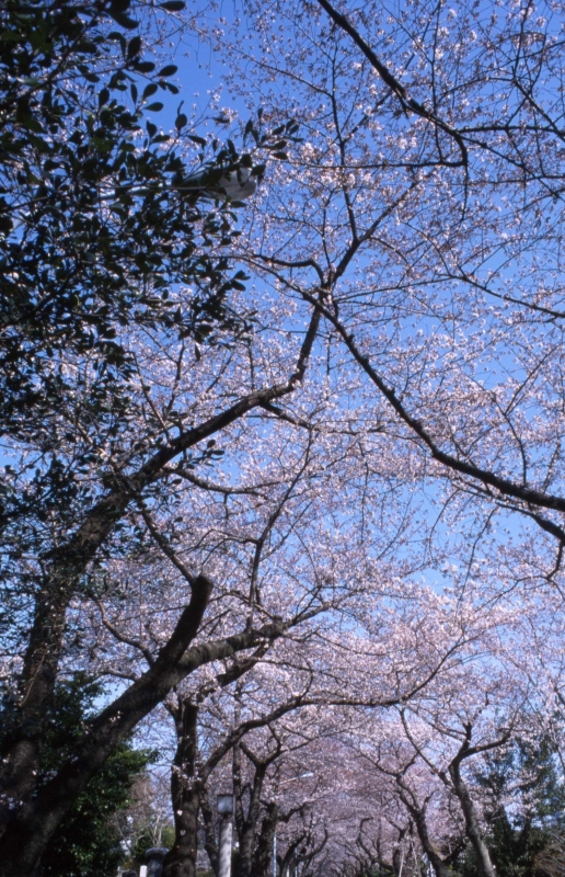 f0119440_1743049.jpg