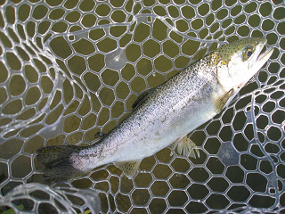 f0065341_17594220.jpg