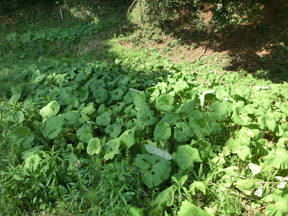 f0201157_22232246.jpg