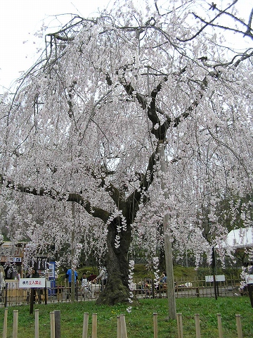 b0145863_2345938.jpg