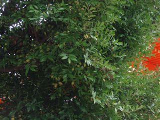 e0060374_22214034.jpg