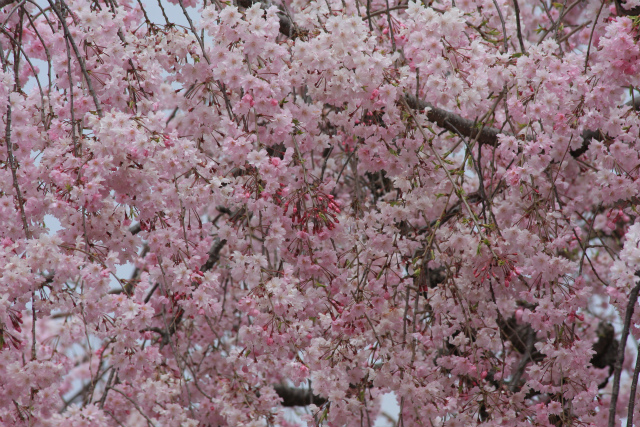 b0003280_23432010.jpg