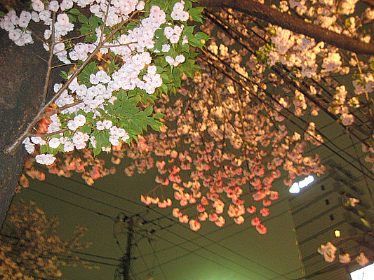 b0097200_23272088.jpg