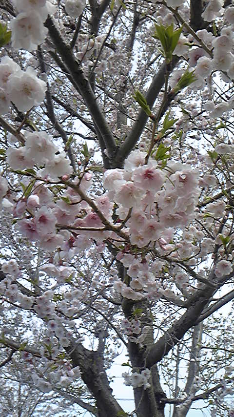 c0220700_15101385.jpg