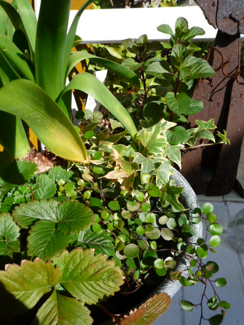 c0220700_1517275.jpg