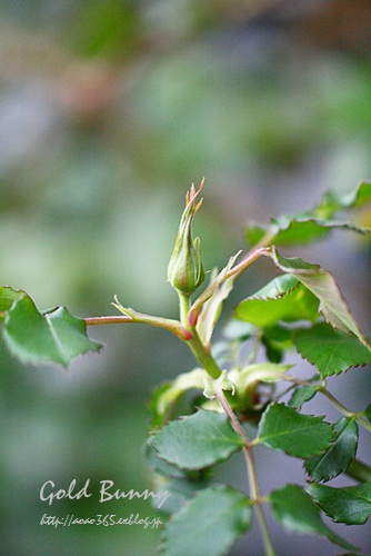 f0203406_10111791.jpg